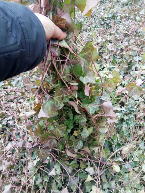 <a href='https://www.lvbad.com/tengbenpanyuanzhiwu/3423.html' target='_blank'>三叶地锦</a>苗图片基地实拍