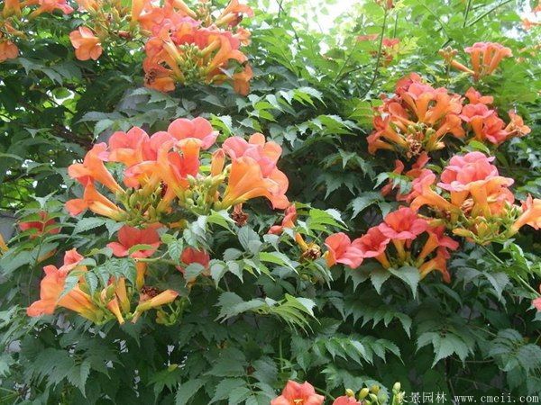<a href='https://www.lvbad.com/tengbenpanyuanzhiwu/3414.html' target='_blank'>凌霄花</a>图片基地实拍