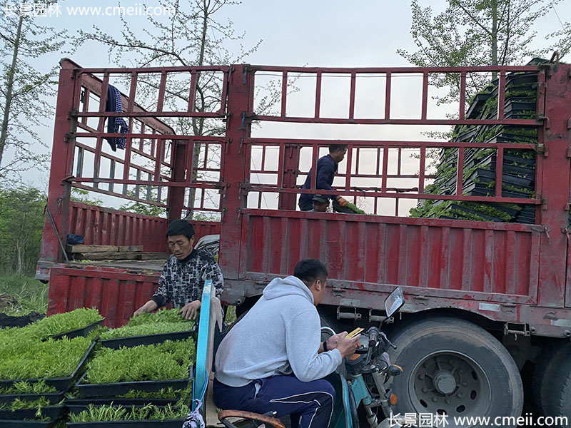 佛甲草托盘苗容器苗直接铺设