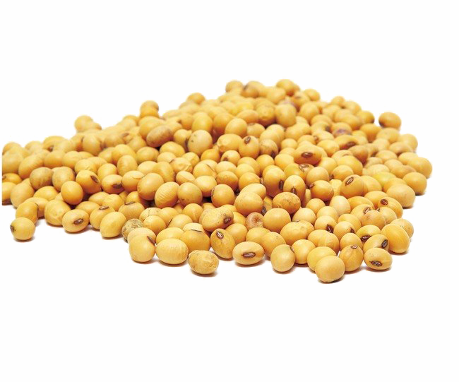 黄豆